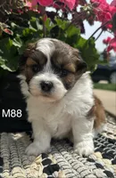 Teddy, a male Bichon Frise and Shih Tzu for sale in West Point, IA – 2 of 9