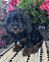 Bella, a female Cockapoo for sale in West Point, IA – 5 of 10