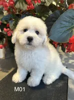 Frank, a male Maltipoo for sale in West Point, IA – 4 of 10