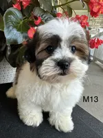 Max, a male Maltipoo for sale in West Point, IA – 2 of 10