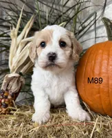 Hunter, a male Cockapoo for sale in West Point, IA – 3 of 10