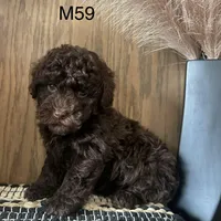 Noble, a male Poodle - Miniature  for sale in West Point, IA – Photo 7 of 9