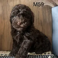 Noble, a male Poodle - Miniature  for sale in West Point, IA – Photo 4 of 9