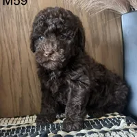 Noble, a male Poodle - Miniature  for sale in West Point, IA – Photo 2 of 9