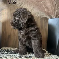Noble, a male Poodle - Miniature  for sale in West Point, IA – Photo 9 of 9