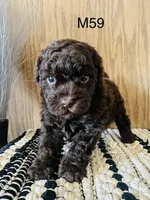 Noble, a male Poodle - Miniature  for sale in West Point, IA – Photo 7 of 9