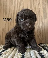 Noble, a male Poodle - Miniature  for sale in West Point, IA – Photo 3 of 9