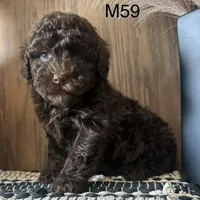 Noble, a male Poodle - Miniature  for sale in West Point, IA – Photo 3 of 9