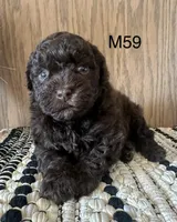 Noble, a male Poodle - Miniature  for sale in West Point, IA – Photo 6 of 9