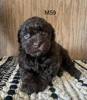 Noble, a male Poodle - Miniature  for sale in West Point, IA – Photo 9 of 9