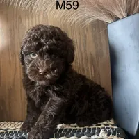 Noble, a male Poodle - Miniature  for sale in West Point, IA – Photo 8 of 9