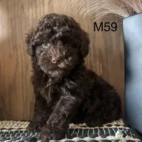 Noble, a male Poodle - Miniature  for sale in West Point, IA – Photo 6 of 9