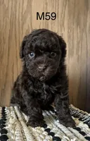 Noble, a male Poodle - Miniature  for sale in West Point, IA – Photo 2 of 9