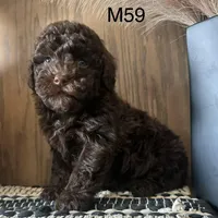 Noble, a male Poodle - Miniature  for sale in West Point, IA – Photo 5 of 9