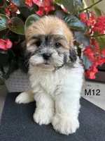 Noble, a male Maltipoo for sale in West Point, IA – 6 of 10