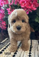 Jack, a male Maltipoo for sale in West Point, IA – 8 of 10