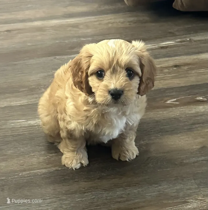 Bella – Cavachon puppy for sale in West Point, IA