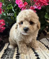 Duke, a male Maltipoo for sale in West Point, IA – 3 of 10