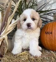Toby, a male Cockapoo for sale in West Point, IA – 3 of 10