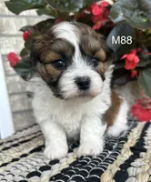 Teddy, a male Bichon Frise and Shih Tzu for sale in West Point, IA – 8 of 9