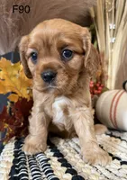 Jax, a male Cavalier King Charles Spaniel for sale in West Point, IA – 5 of 10