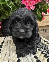 Lucy, a female Cockapoo for sale in West Point, IA – 6 of 6