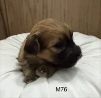 Zuke, a male Yorkipoo for sale in West Point, IA – 9 of 10