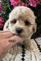 Duke, a male Maltipoo for sale in West Point, IA – 2 of 10