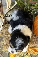 Buster, a male Cockapoo for sale in West Point, IA – 7 of 10