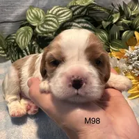 Milo, a male Cavalier King Charles Spaniel for sale in West Point, IA – 7 of 8