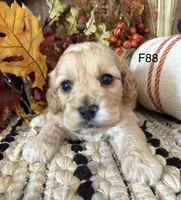 Maple, a female Cockapoo for sale in West Point, IA – 8 of 9