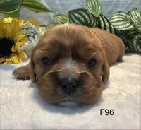Ruby, a female Cavalier King Charles Spaniel for sale in West Point, IA – 6 of 8