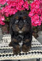 Bella, a female Cockapoo for sale in West Point, IA – 2 of 10