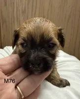Zuke, a male Yorkipoo for sale in West Point, IA – 3 of 10