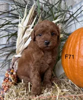 Lainey, a female Poodle - Miniature  for sale in West Point, IA – 6 of 10