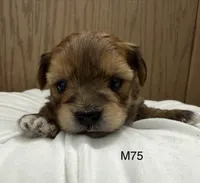 Blaze, a male Yorkipoo for sale in West Point, IA – 10 of 10