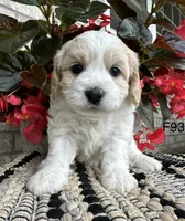 Nicki, a female Cavachon for sale in West Point, IA – 7 of 10