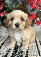 Bella, a female Cavachon for sale in West Point, IA – 6 of 10