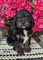 Sophie, a female Cockapoo for sale in West Point, IA – 6 of 9