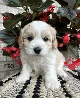 Nicki, a female Cavachon for sale in West Point, IA – 6 of 10