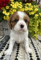 Daisy , a female Cavalier King Charles Spaniel for sale in West Point, IA – 2 of 9