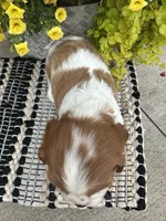 Daisy , a female Cavalier King Charles Spaniel for sale in West Point, IA – 9 of 9