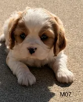 Cooper , a male Cavalier King Charles Spaniel for sale in West Point, IA – 4 of 10