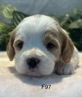 Willow, a female Cavachon for sale in West Point, IA – 4 of 8