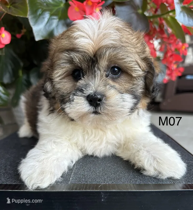 Leo – Maltipoo puppy for sale in West Point, IA