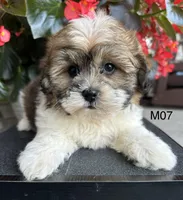 Leo, a male Maltipoo for sale in West Point, IA – 1 of 10