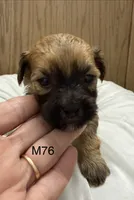 Zuke, a male Yorkipoo for sale in West Point, IA – 6 of 10