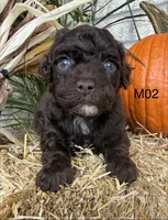 Winston , a male Poodle - Miniature  for sale in West Point, IA – 9 of 10