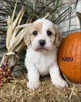 Hunter, a male Cockapoo for sale in West Point, IA – 7 of 10