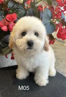Hank, a male Maltipoo for sale in West Point, IA – 4 of 10